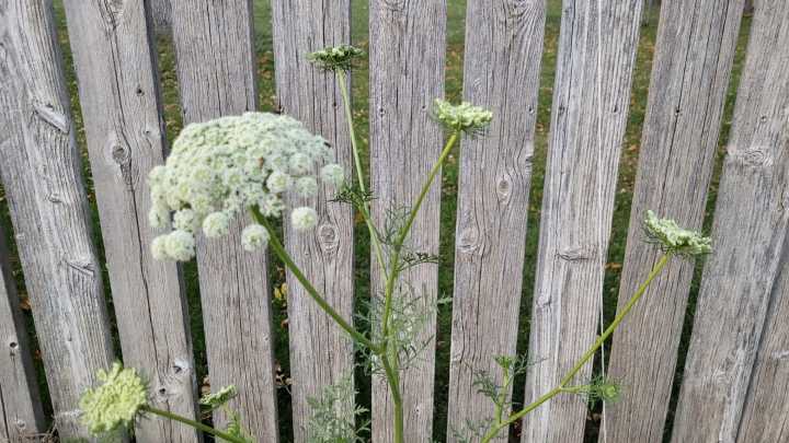 Did you know Queen Anne’s lace is related to the carrot?