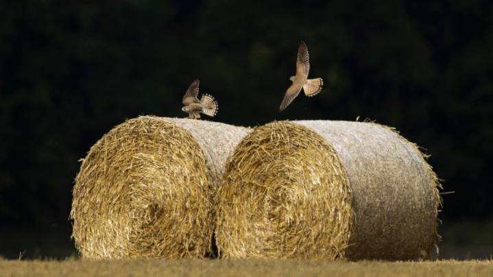 South Sound ranches targeted with fraudulent purchases of hay, losing thousands of dollars