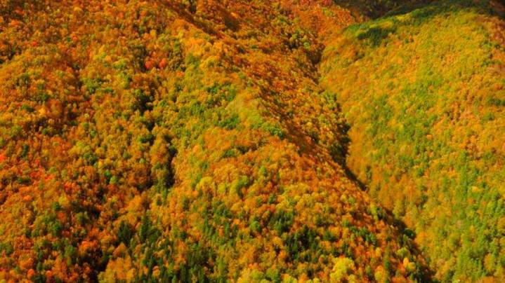 El nuevo sendero que te lleva al Bosque de Colores para disfrutar del otoño más espectacular del Pirineo aragonés