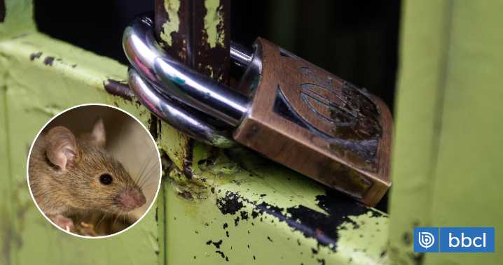 Seremi de Salud clausura jardín infantil en Osorno por presencia de plaga de ratones