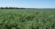 Price slide for chickpeas continues, down $35 a tonne