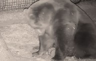 Funny video: Bear tries to sleep, but what this mysterious animal does will shock you!