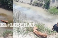 Añatuya: policías salvaron a un perrito atrapado en el Río Salado