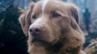 'Good Boy' Dog Indy Signs Letter to Oscars for Animal Actor Recognition