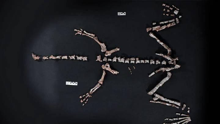 La Rioja: encontraron restos fósiles de un dinosaurio que vivió hace más de 230 millones de años