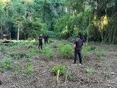 Descubren plantación de marihuana durante un Mega Operativo en San Pedro