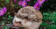 Create a hedgehog-friendly garden with these expert tips