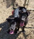 DARKHORSE DOGS: Meet Cane and Able, Playful Pup Brothers Ready for Adoption
