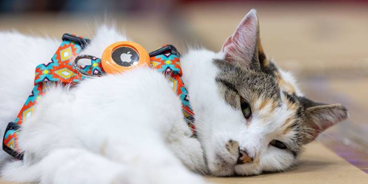 Missing Virginia store cat found after hitching a ride to Northampton County