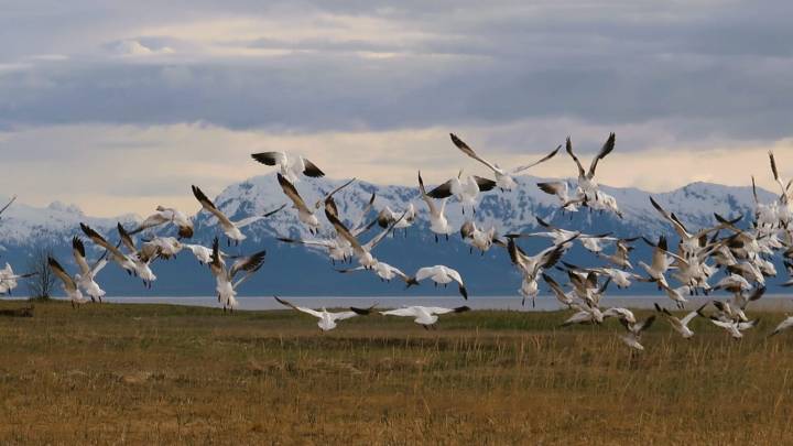 Private Beach Meadow in Gustavus protected for public access