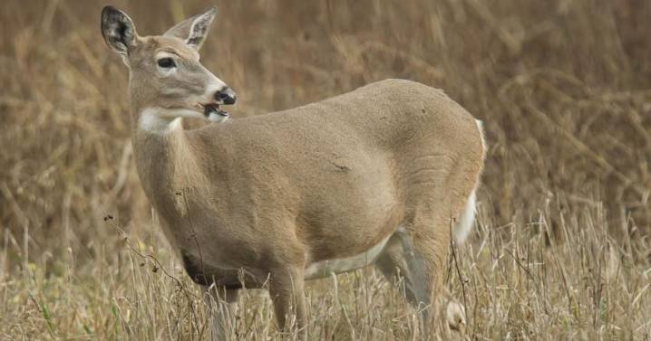 Men charged after headless deer carcasses found in Missouri