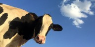 Nebraska leaders push back on Trump’s beef plan