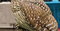 Local carvers turn wood into lifelike Louisiana creatures