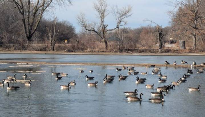 Missouri Department of Conservation reports 11 birds test positive for bird flu