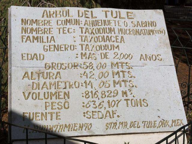 ¡Feliz Día al Árbol del Tule!