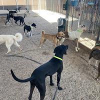 PACC advises of adoptions and pet safety for potential storms