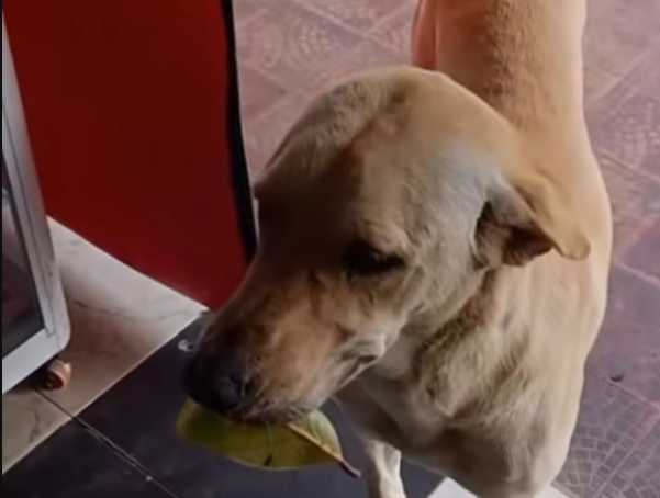 “Chester, el perrito que ‘paga’ sus galletas con hojas y conquistó las redes”
