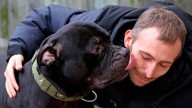 Preocupación por el avance de la hidatidosis, la enfermedad que transmiten los perros y afecta órganos vitales