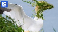 Funky animal hairdos and a smoking duck among 2025 Comedy Wildlife Photo Awards finalists