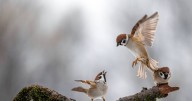 People urged to act if they see sparrows in garden