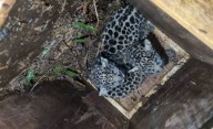 El emotivo rescate de una yaguareté junto a sus crías en Misiones