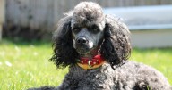 The 13 Best Dog Food Toppers for Poodles