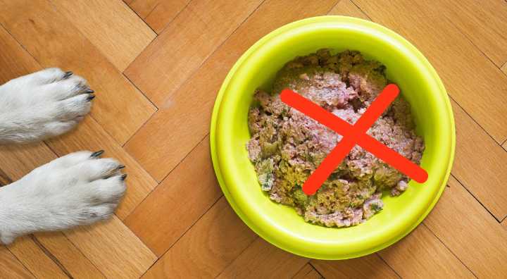 Alerta para dueños: retiran alimentos para perros en EE. UU. por bacteria mortal