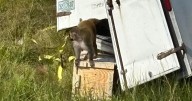 ‘Aggressive’ Lab Monkey on the Loose After Truck Crash