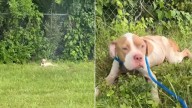 Missouri Woman Comes To A Halt When She Spots Dog Lying Near The Roadside
