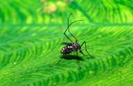 New York state confirms first locally acquired case of chikungunya virus