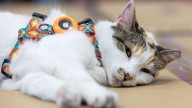Purrfect ending: Missing Virginia store cat found after hitching a ride to another state