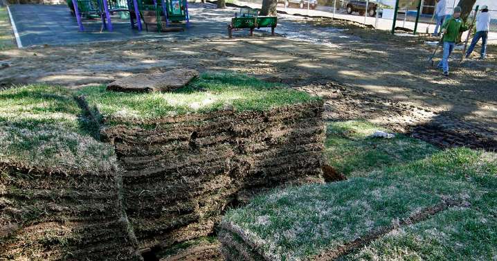 The right way to water new sod; too little sun can make ligustrums lose color: Dan Gill explains