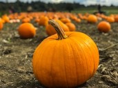 Annual Haunted Walk Through The Woods returns to Elkhart Environmental Center