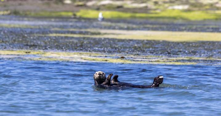 As federal government retreats, a private fund to save sea otters steps in