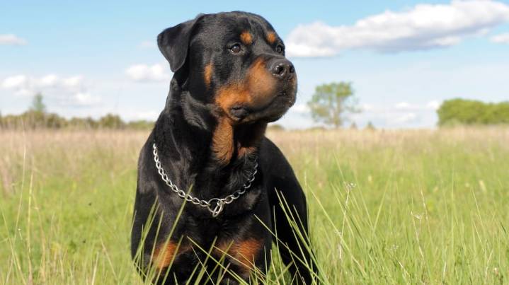 Estados Unidos: un nene de 2 años murió al ser atacado por dos rottweilers mientras su niñera dormía