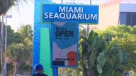 Miami Seaquarium to close Sunday as developer plans major waterfront redevelopment on Virginia Key