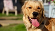 Houston: Pets Alive!'s 'Barktoberfest' happening Saturday