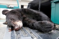 N.J. bear hunt 2025: Hunters kill 368 bears in first segment