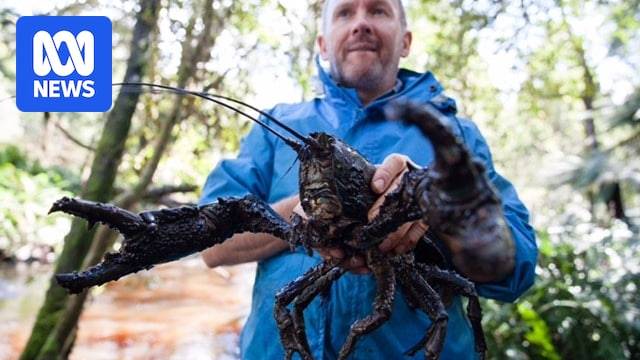 Fears for endangered Tasmanian crayfish species after 'unauthorised' earthworks