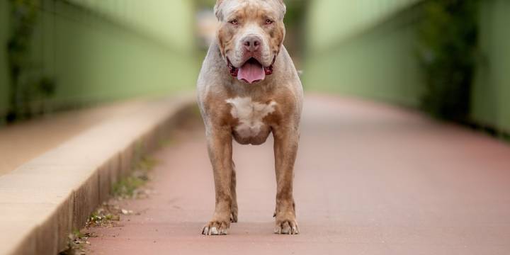 Intentó separar a su perro de una pelea y un pitbull le arrancó un dedo