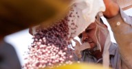 Brazilian farmers beef up soybean production as China halts business with US during trade fight