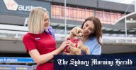 Virgin Australia pets in cabin: What to know about flying with dogs