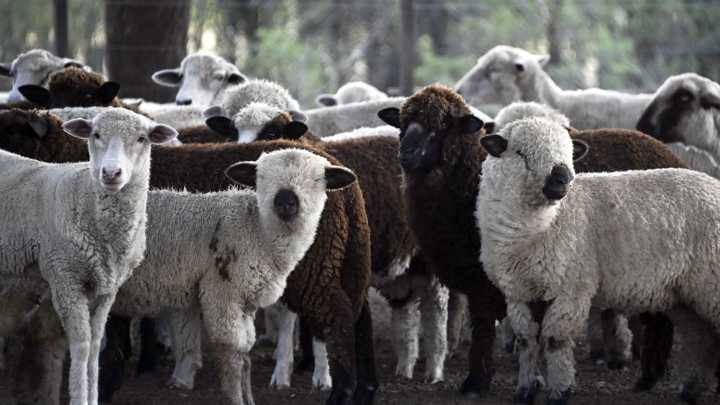 La carne ovina argentina aumentó su exportación: Europa creció y Chile reabrió el mercado