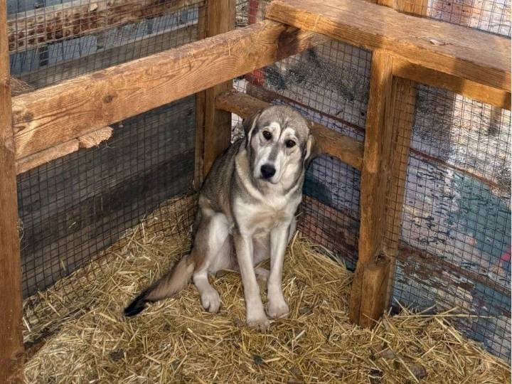 Nearly 300 animals in 'extremely poor' condition in northern Alberta