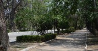 Parque de Morales avanza con proyecto de reforestación y arboretum