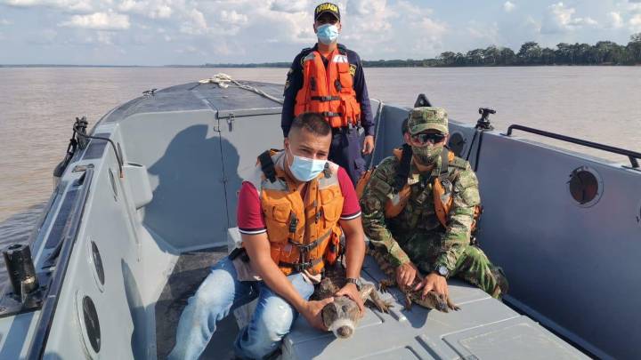 Armada y Ejército Nacional liberan a dos caimanes blancos en el Amazonas