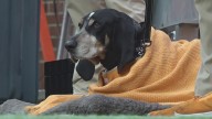 Beloved University of Tennessee mascot diagnosed with cancer