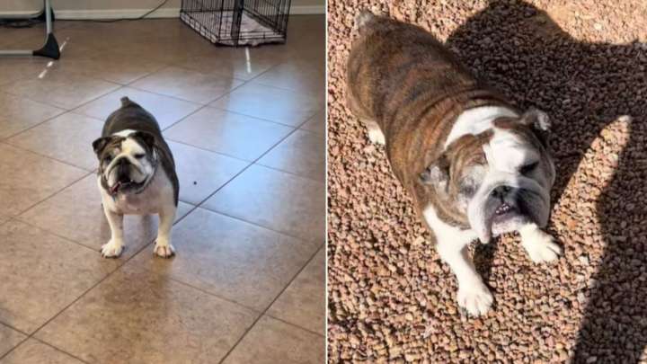 Arizona Dog Rehomed Five Times Finds Someone Who Refuses To Give Up On Her
