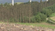 Galicia "flexibilizará" a moratoria de eucaliptos para "aumentar a produtividade"