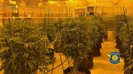 2 charged in black-market marijuana case in Isabella and Midland counties
